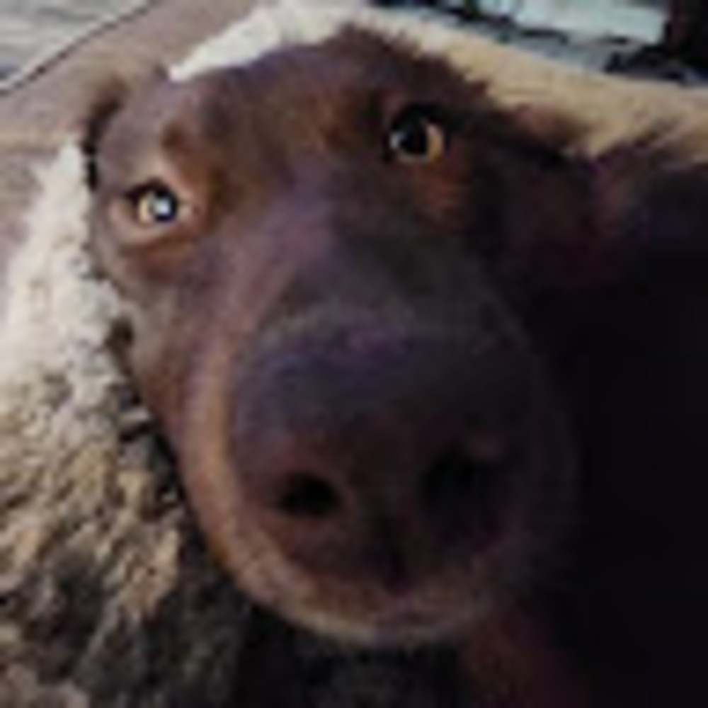 Meet your Posher, Wyatt